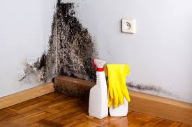 Best Emergency Mold Remediation  in USA